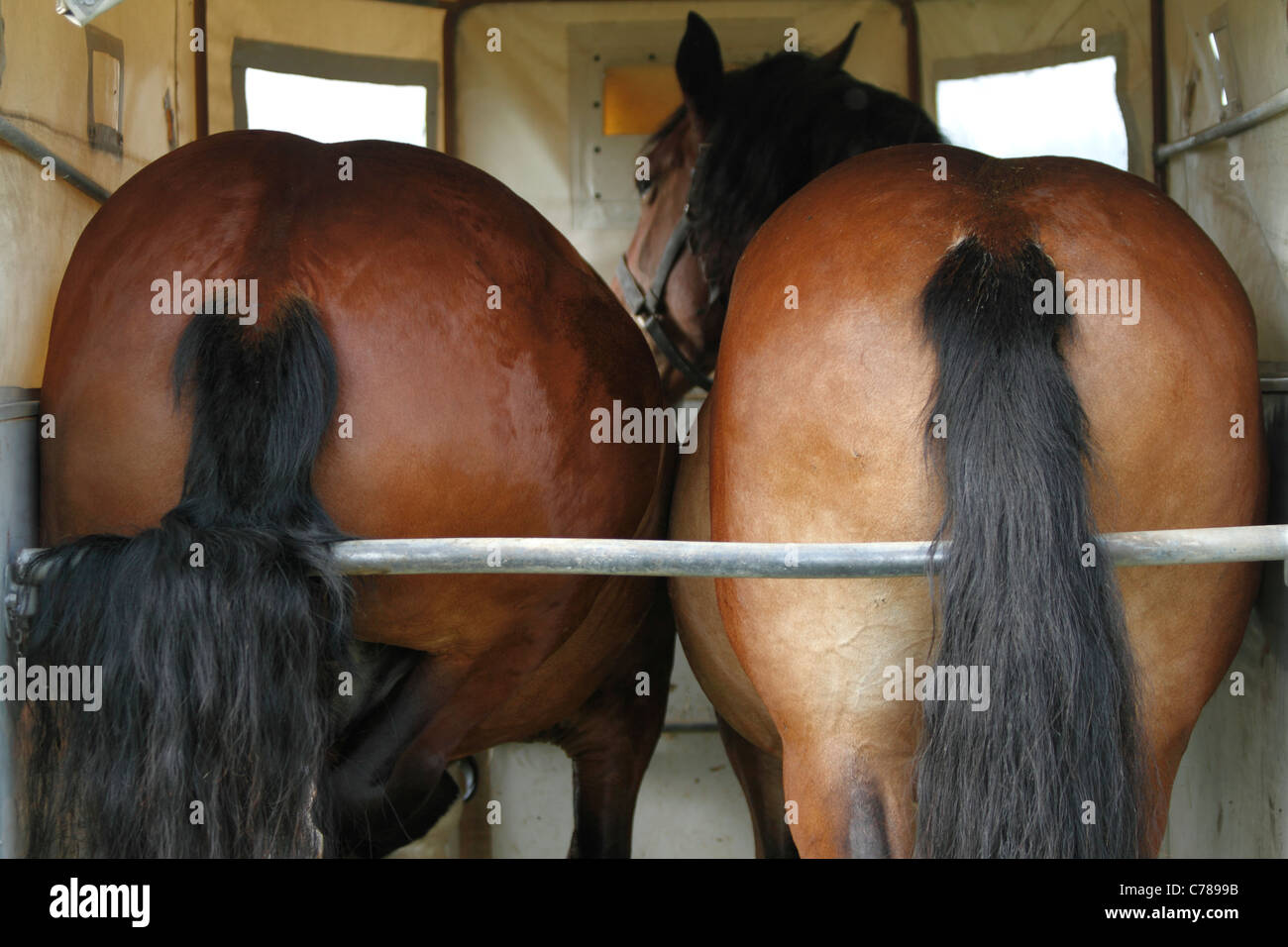 Horses in a horse float from the rear Stock Photo Alamy