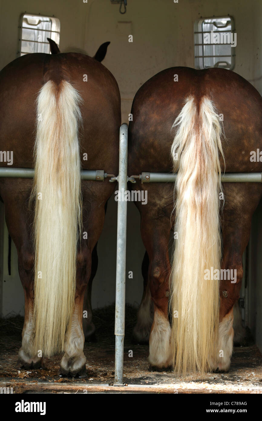 Horses in a horse float from the rear Stock Photo Alamy