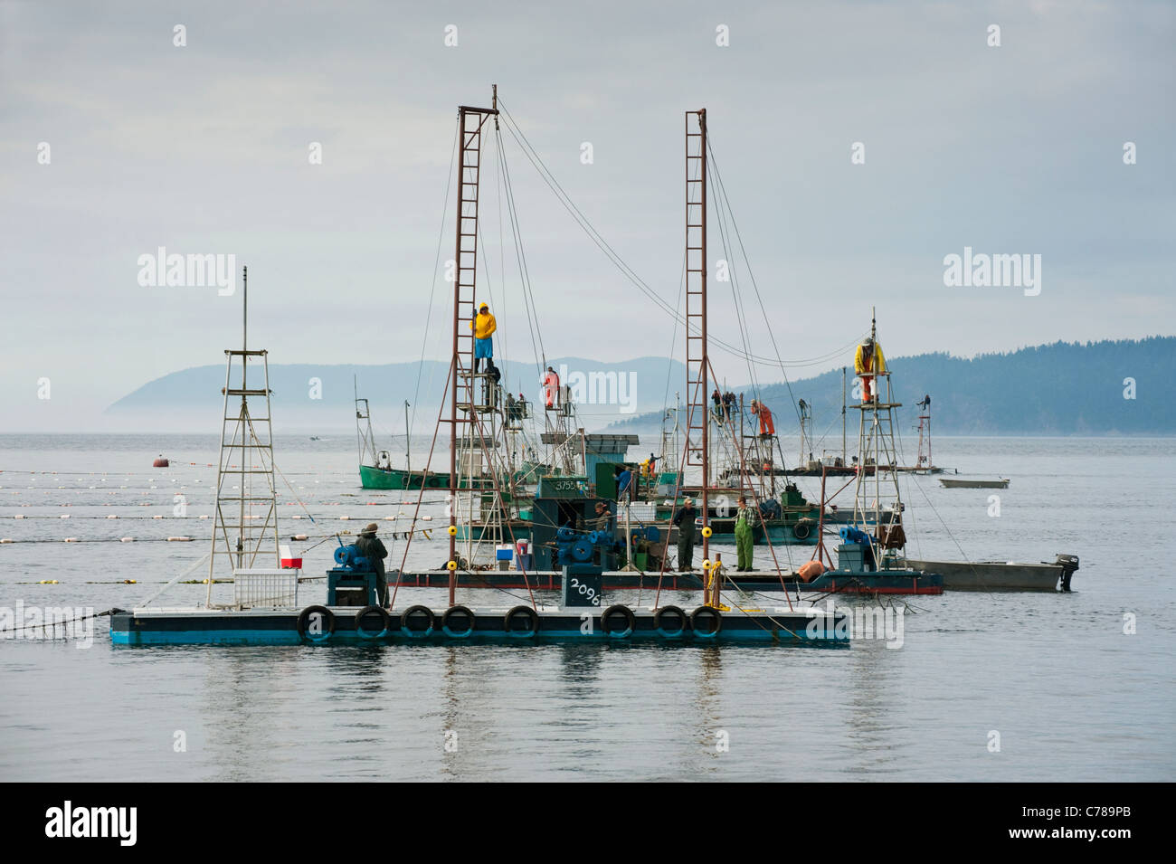 Wild Pacific Salmon commercial fishing is a historical Pacific