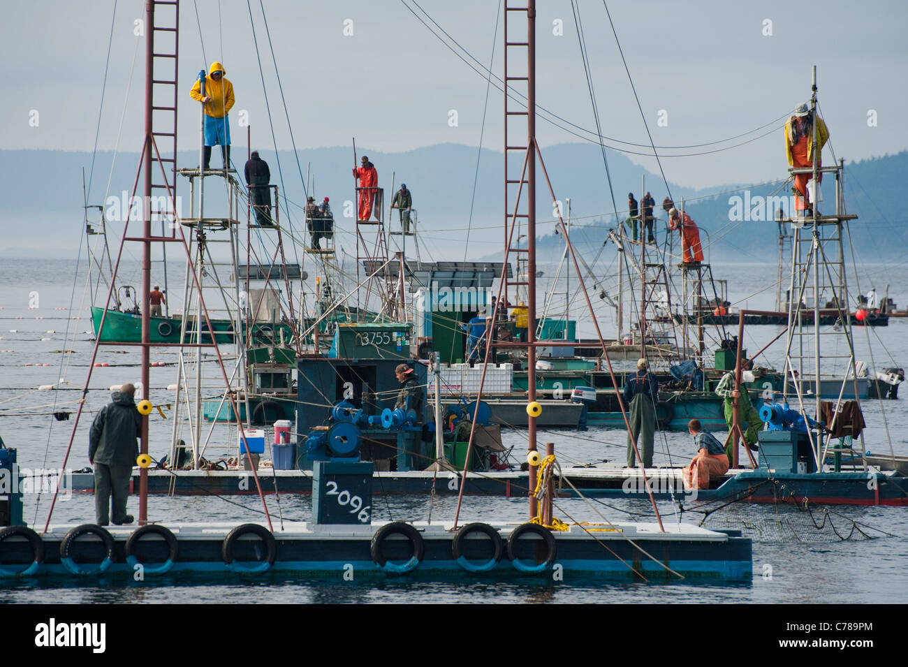 Wild Pacific Salmon commercial fishing is a historical Pacific