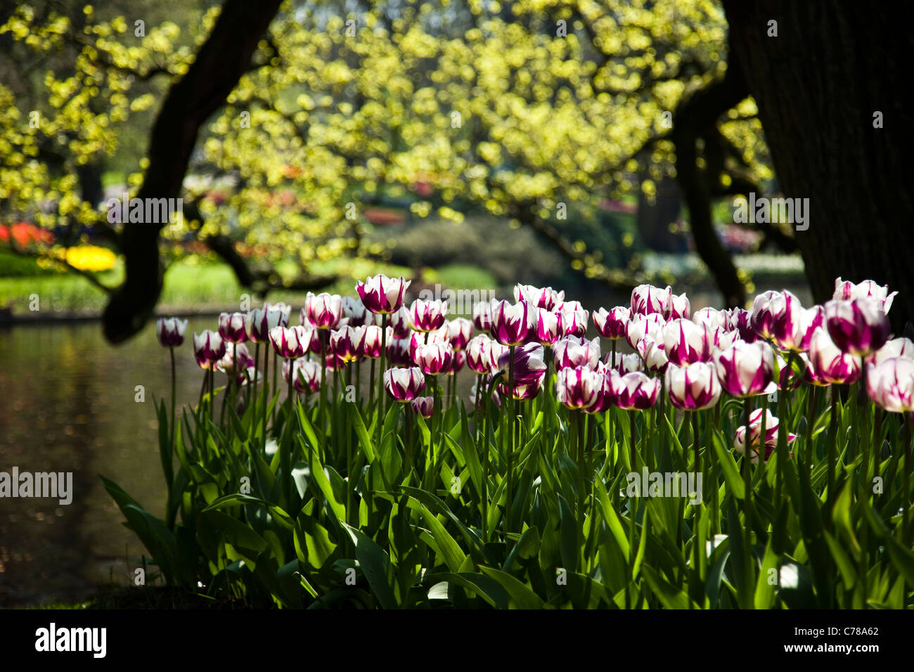 Spring in garden Stock Photo - Alamy