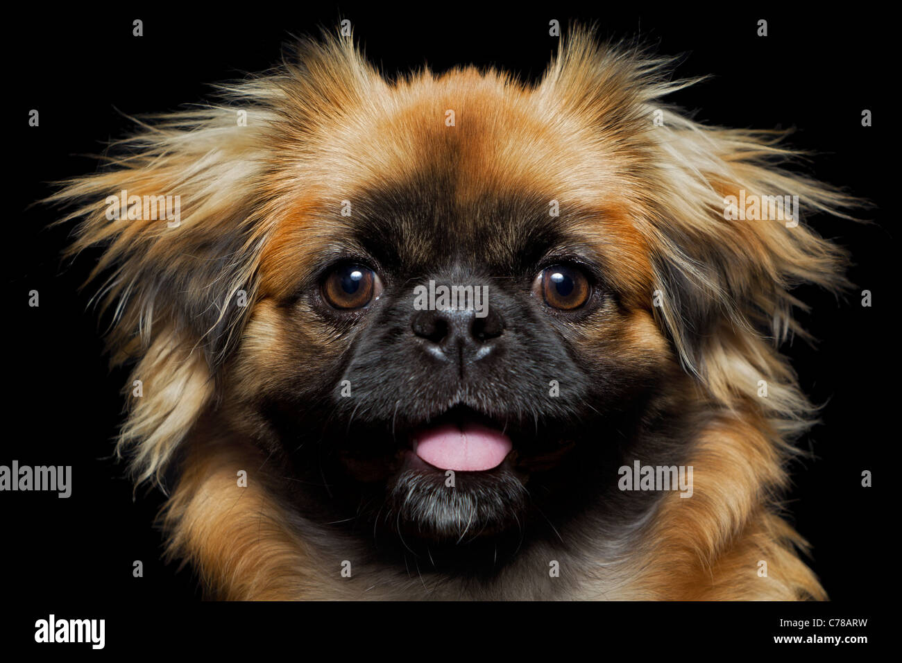 Download Adult Pekingese High Resolution Stock Photography And Images Alamy