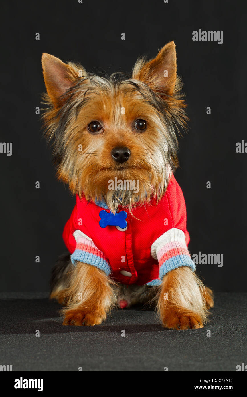 Yorkshire Dog Presenting Canine Clothing Fashion Of The Year Stock