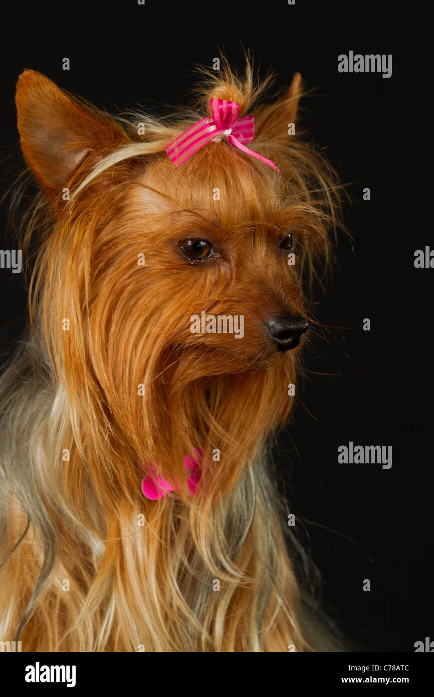 Are Yorkies Sensitive