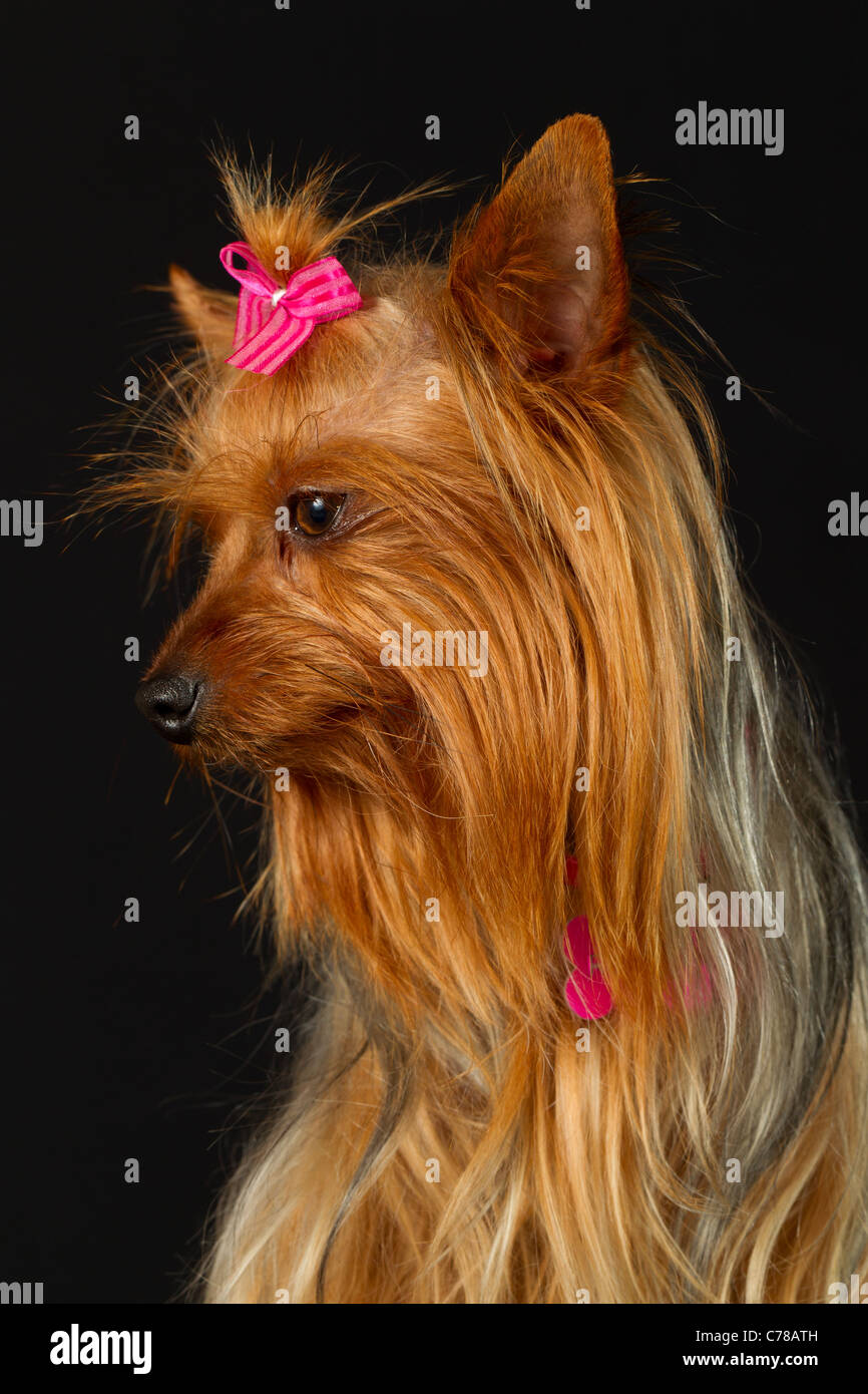 Are Yorkies Sensitive