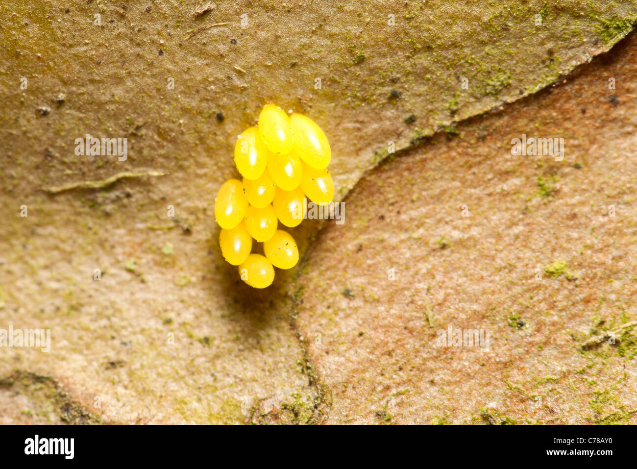 Cluster Of Yellow Insect Eggs Probably The Caelifera Grasshopper Suborder Attached On A Tree Stock Photo