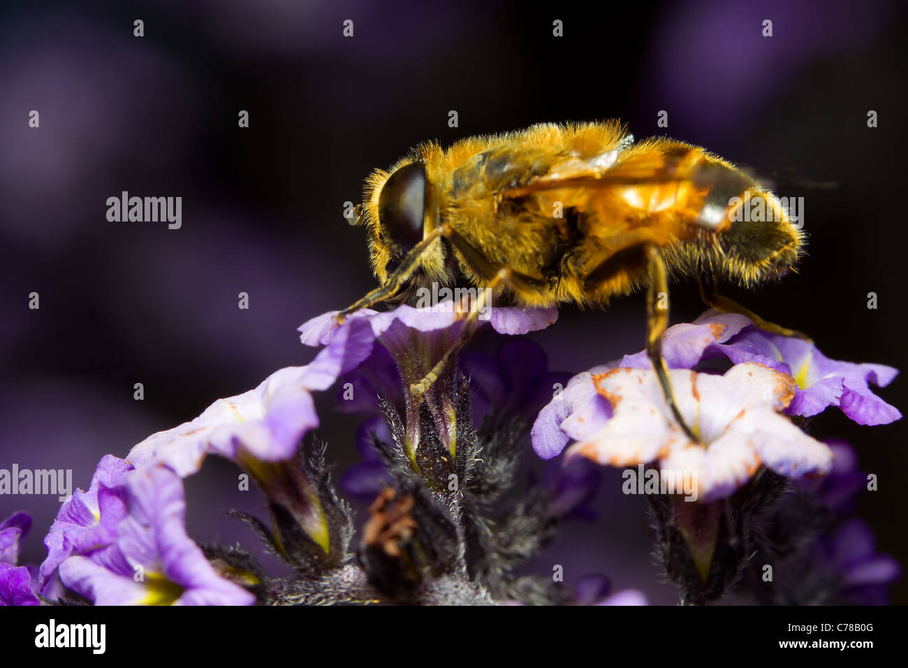 Fake Bee Myathropa Florea A Wasp Imitating Perfectly A Common Bee Called Mimetism Shot At 3 1 Life Size Macro Stock Photo
