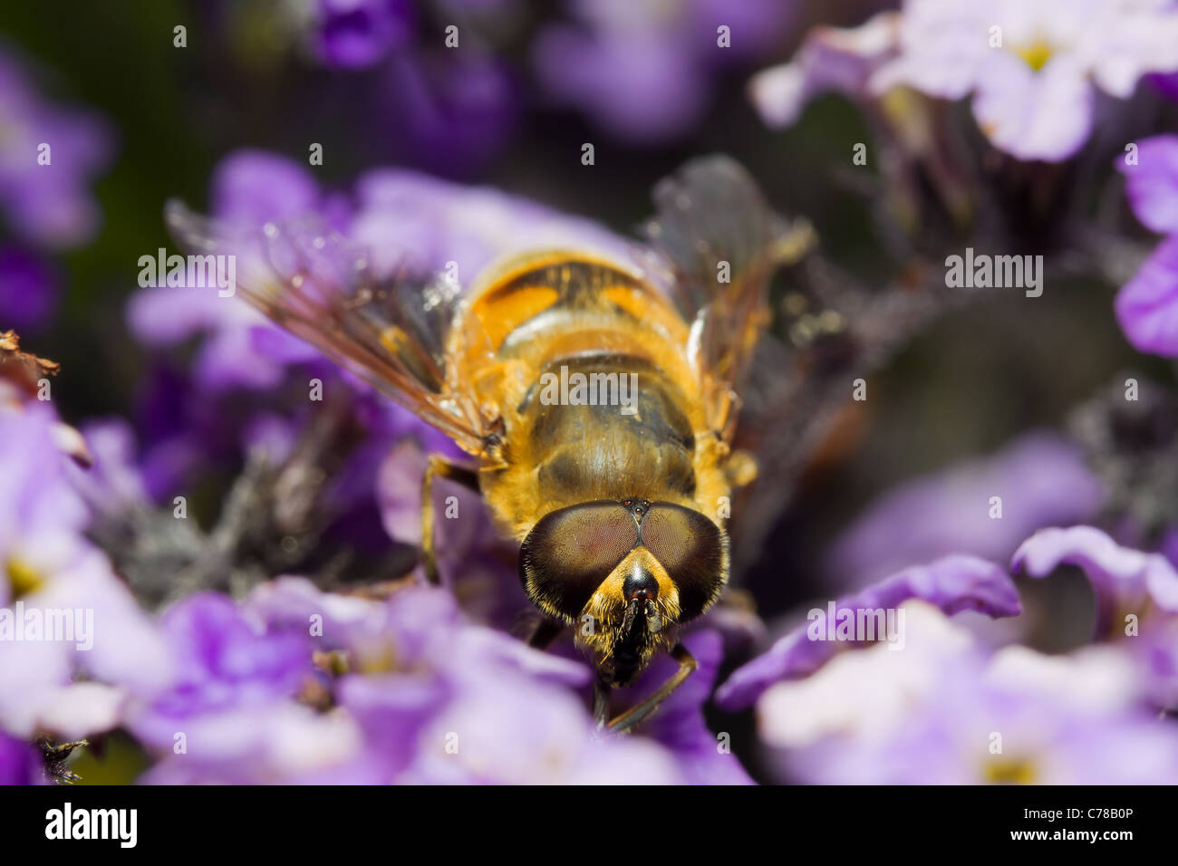 Fake Bee Myathropa Florea A Wasp Imitating Perfectly A Common Bee Called Mimetism Shot At 3 1 Life Size Macro Stock Photo