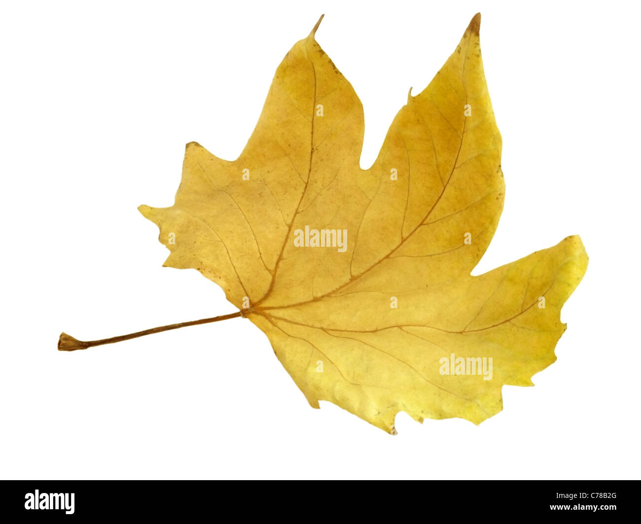 dry maple tree leaf Stock Photo