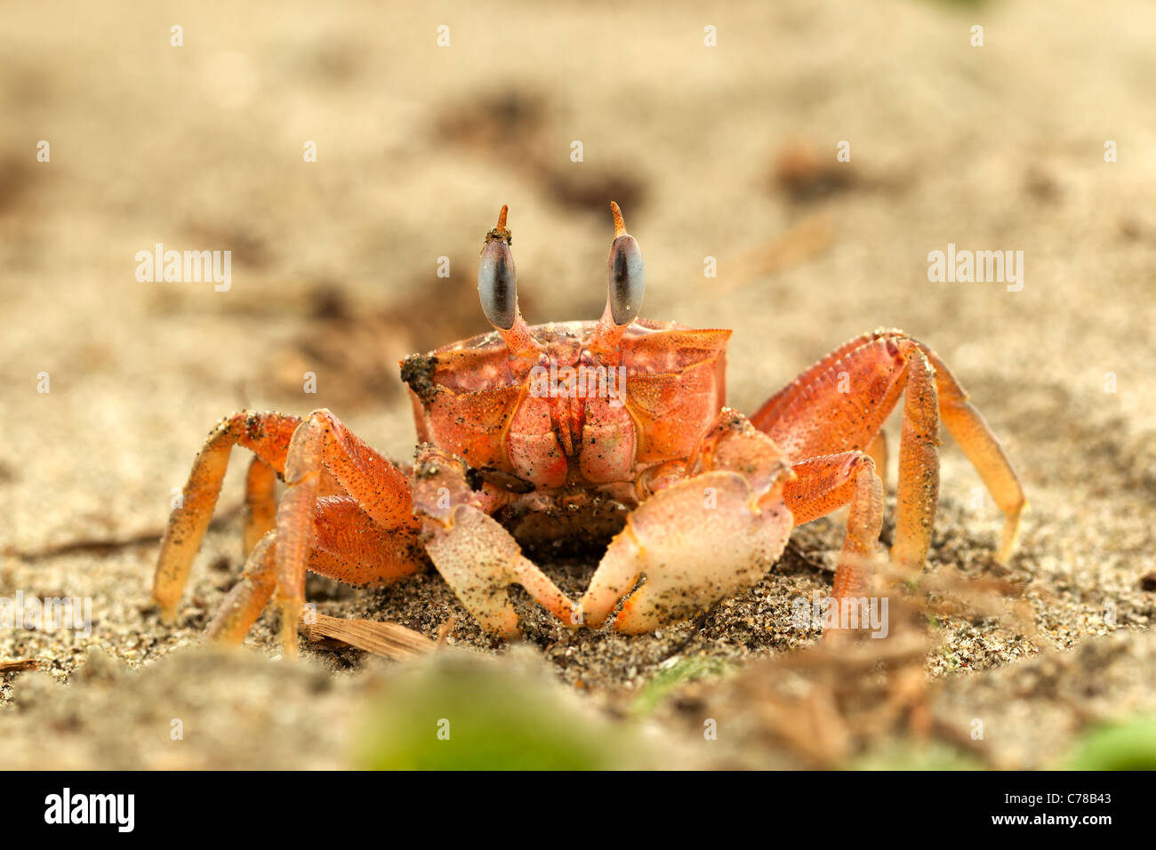 Ghost Crab On The Beach With His Eye Stretched Up Looking Straight Into