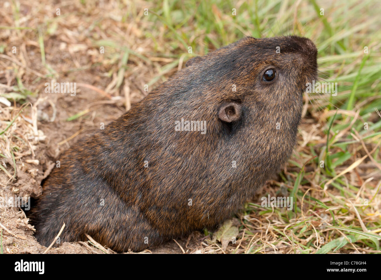 Pocket gopher hires stock photography and images Alamy