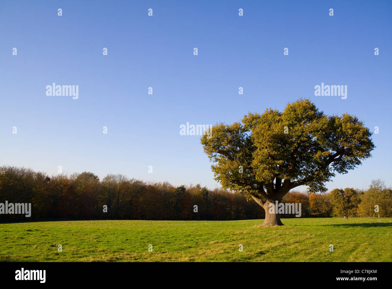 An old oak tree under a clear crisp autumn sky Stock Photo - Alamy