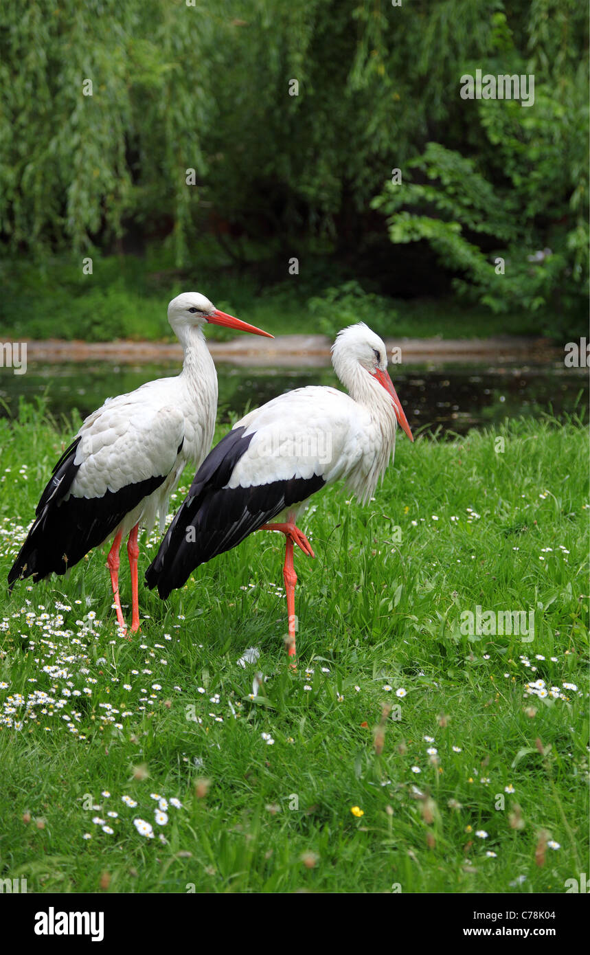 white storks Stock Photo