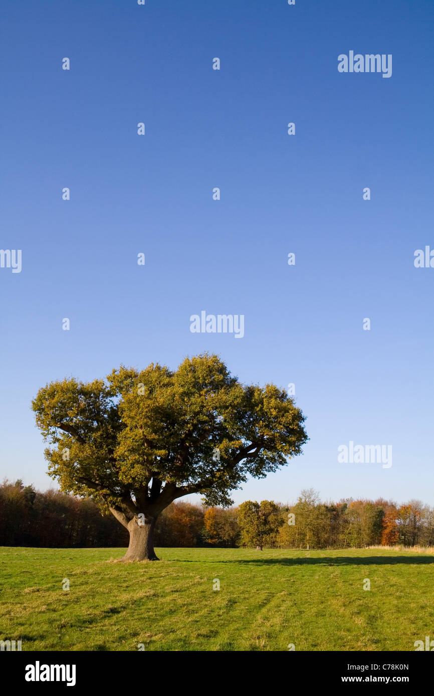 An old oak tree standing beneath a crisp blue autumn sky Stock Photo ...