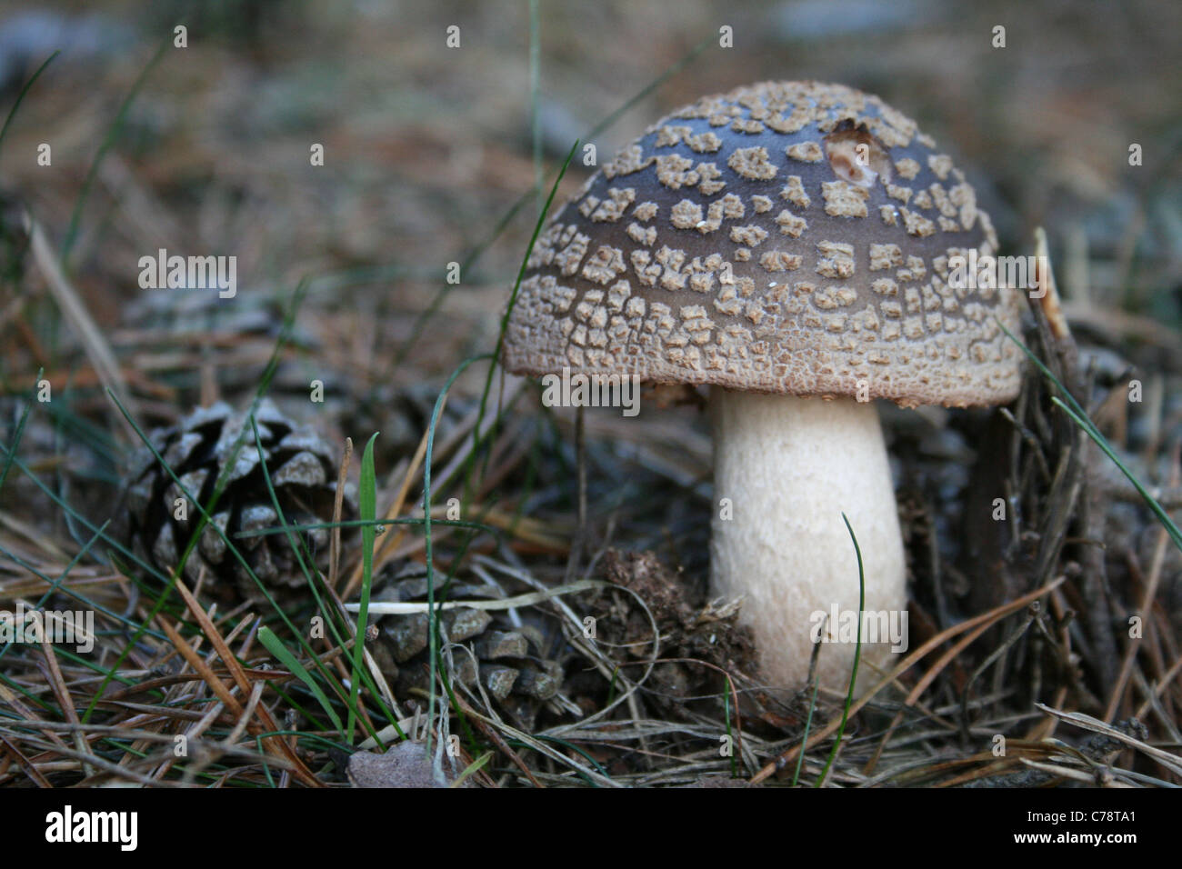 The Blusher (Amanita rubescens) growing in conifer forest, Bracknell, Berkshire. Stock Photo
