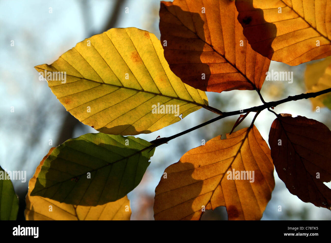 Beech leaves in autumn colours, Bowdown Woods, Berkshire, UK. Stock Photo