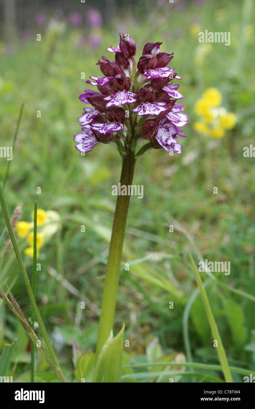 Lady Orchid (Orchis purpurea) growing in chalk downland SSSI nature reserve near Goring, Oxfordshire. Stock Photo