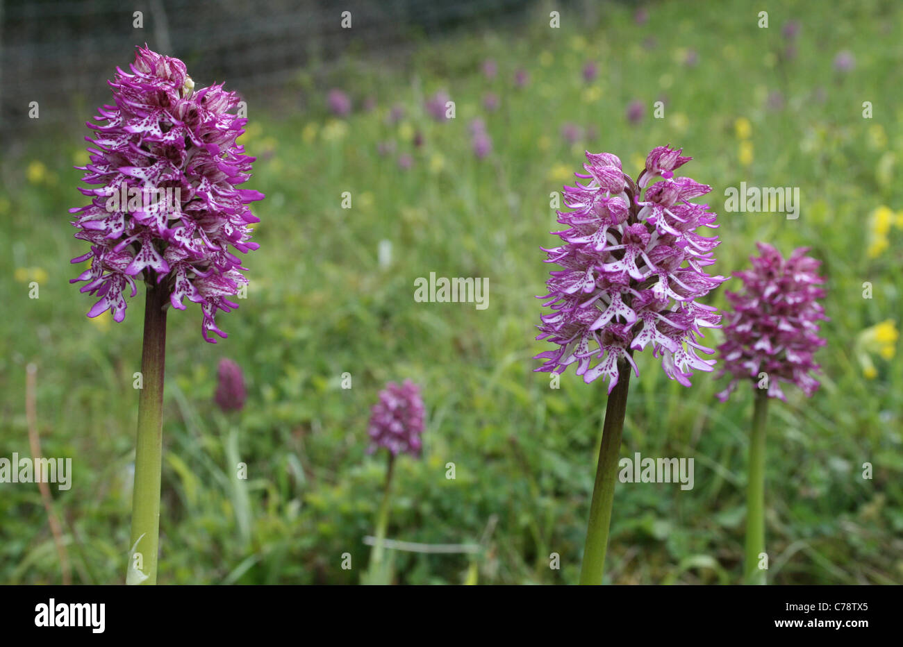 Monkey / Lady Orchid hybrids (Orchis simia x purpurea) growing in chalk downland SSSI nature reserve near Goring, Oxfordshire. Stock Photo