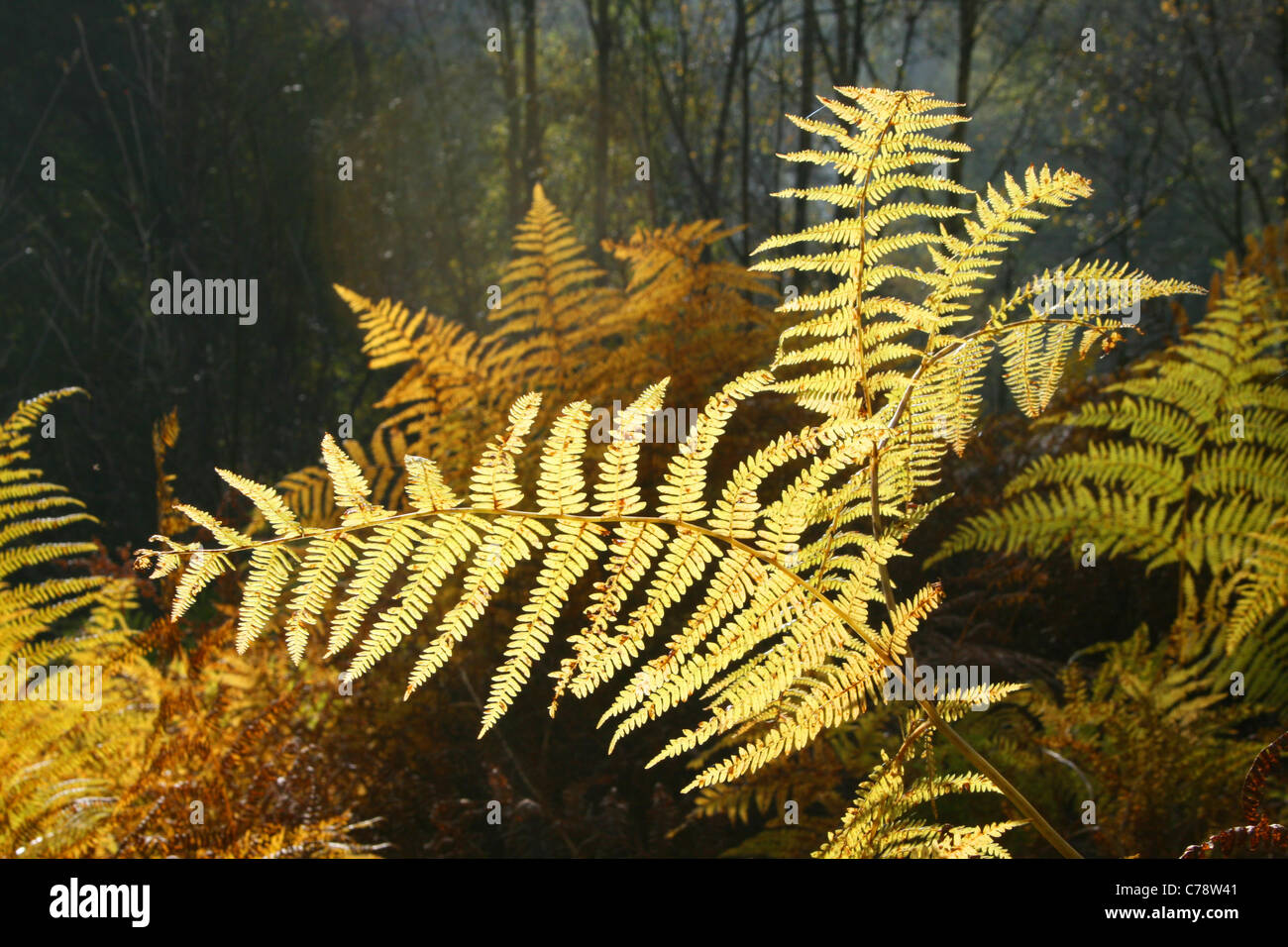 Bracken Pteridium aquilinum leaves in autumn colours, Bowdown Woods, Berkshire. Stock Photo