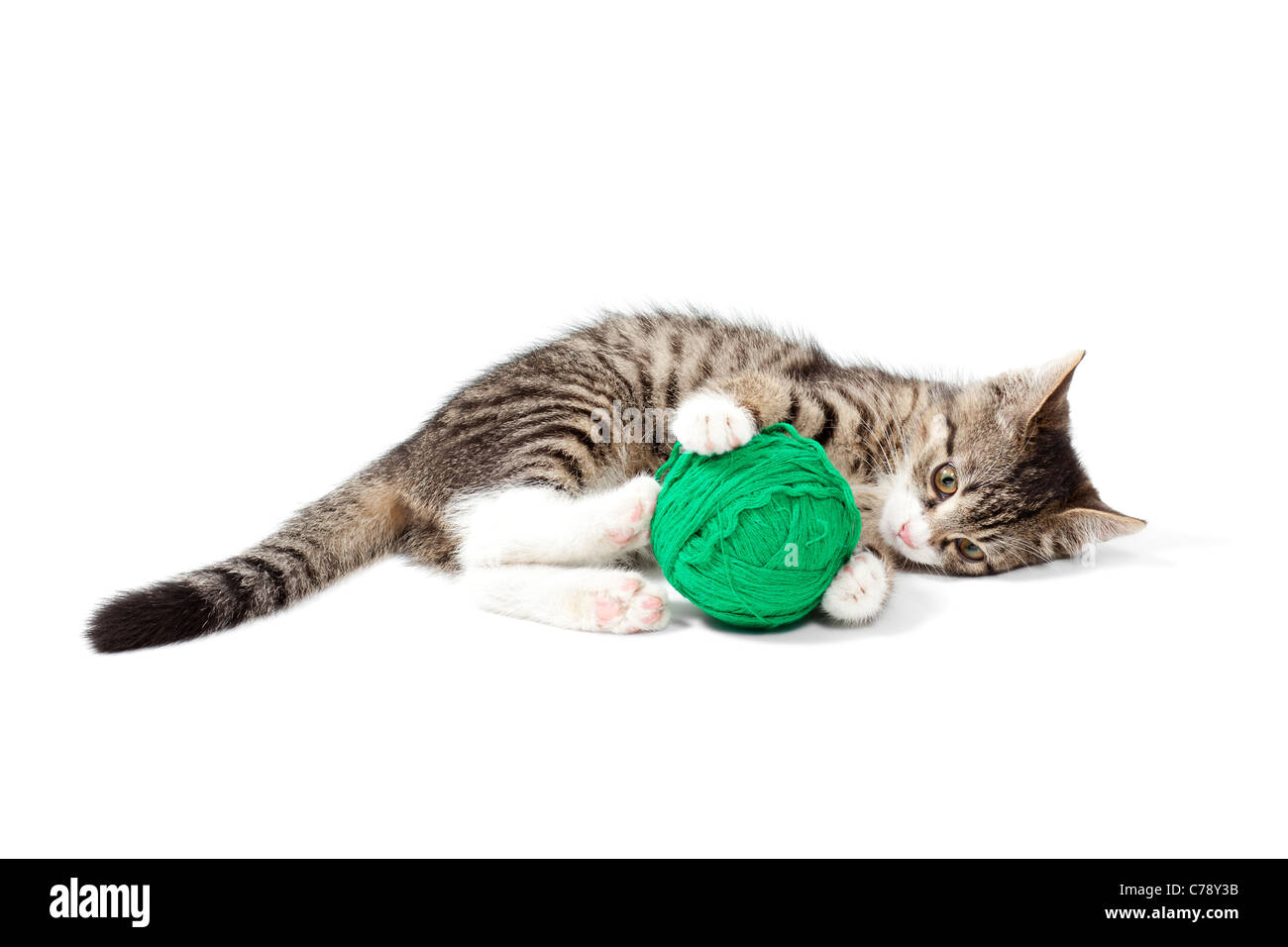 Kitten plays threads, isolated on white background Stock Photo - Alamy
