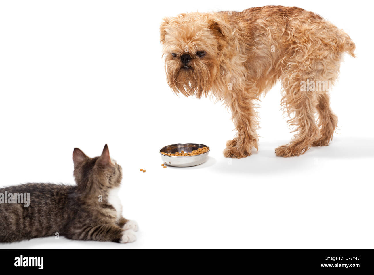 Kitten and puppy share food, isolated on white background Stock Photo