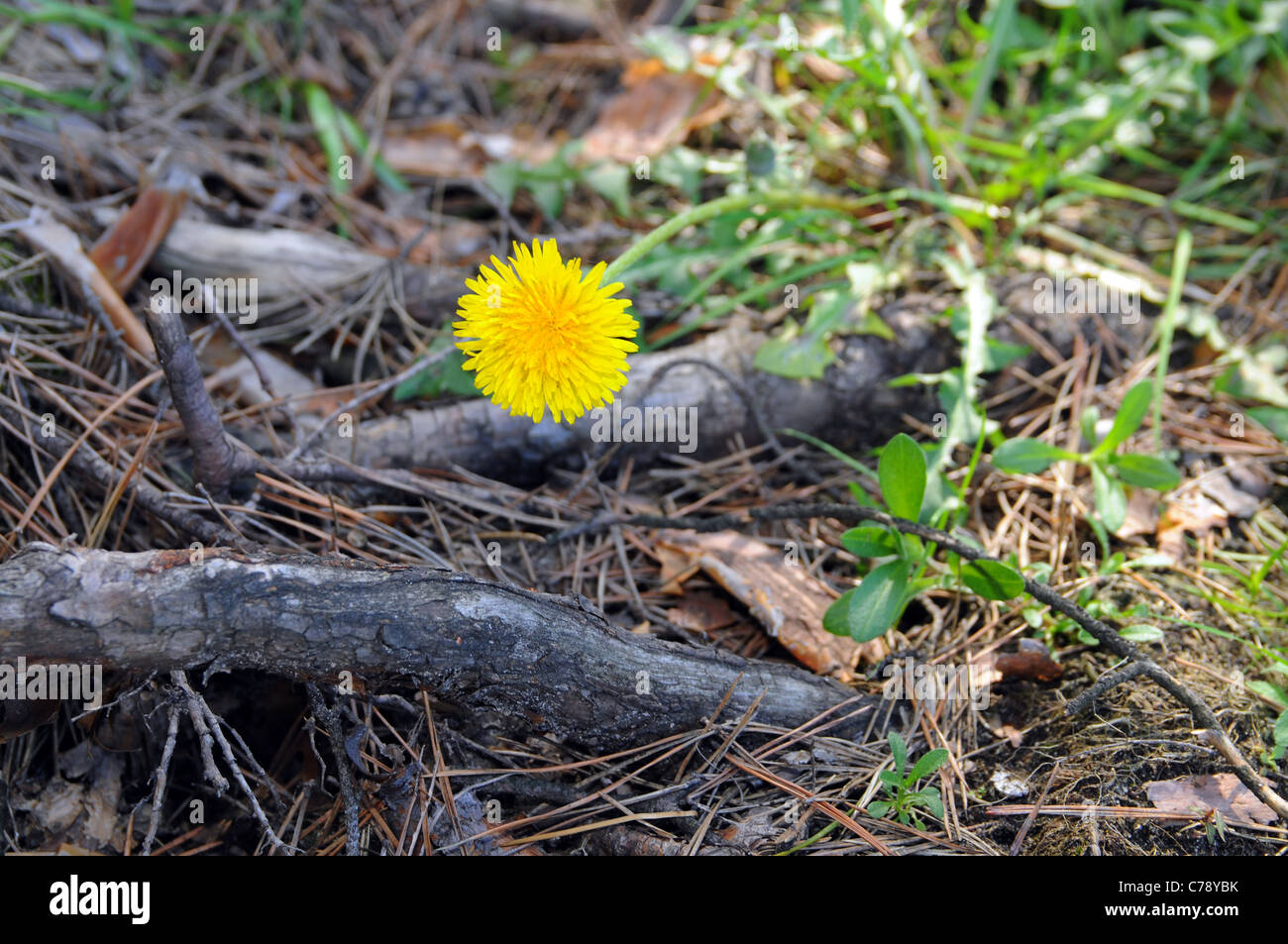flower and root of the tree Stock Photo - Alamy