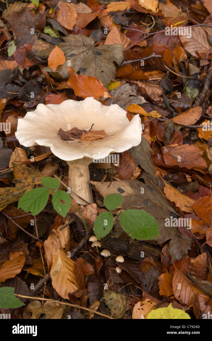 Fleecy Milkcap, Lactarius vellereus fungi in woodland, North Yorkshire, England, UK Stock Photo