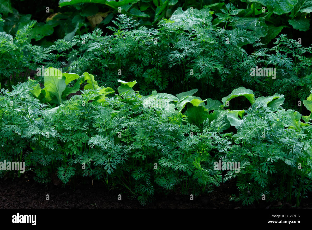 Mixed bed of carrots (Daucus carota) and turnips (Brassica rapa) in the garden Stock Photo