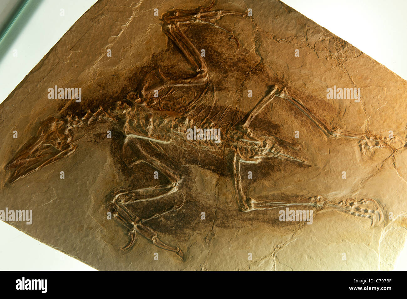 Fossil Confuciusornis sanctus Hou et al. at the Geological Museum of China. 2011 Stock Photo