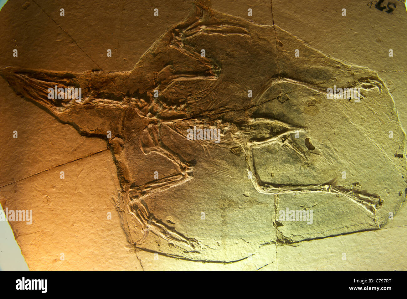 Fossil Confuciusornis sanctus Hou et al. at the Geological Museum of China. 2011 Stock Photo