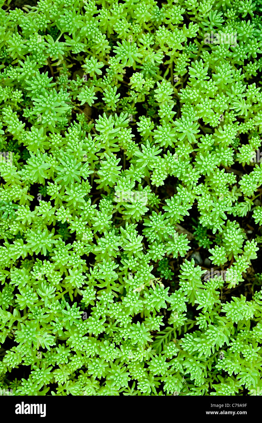 Sedum, moss shoots close-up Stock Photo