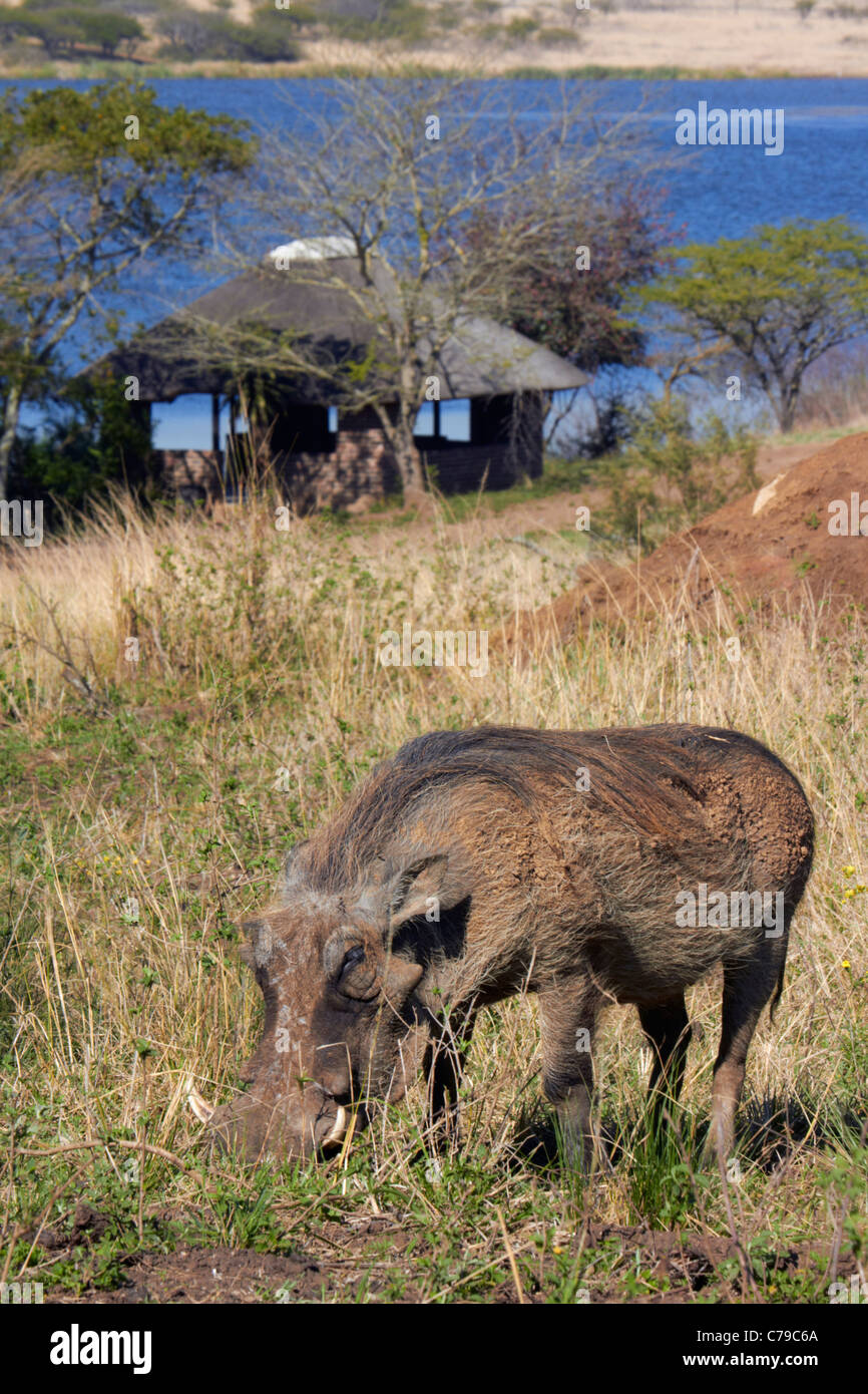 Male Warthog in Tala Game Reserve, near Pietermaritzburg, KwaZulu-Natal, South Africa. Stock Photo
