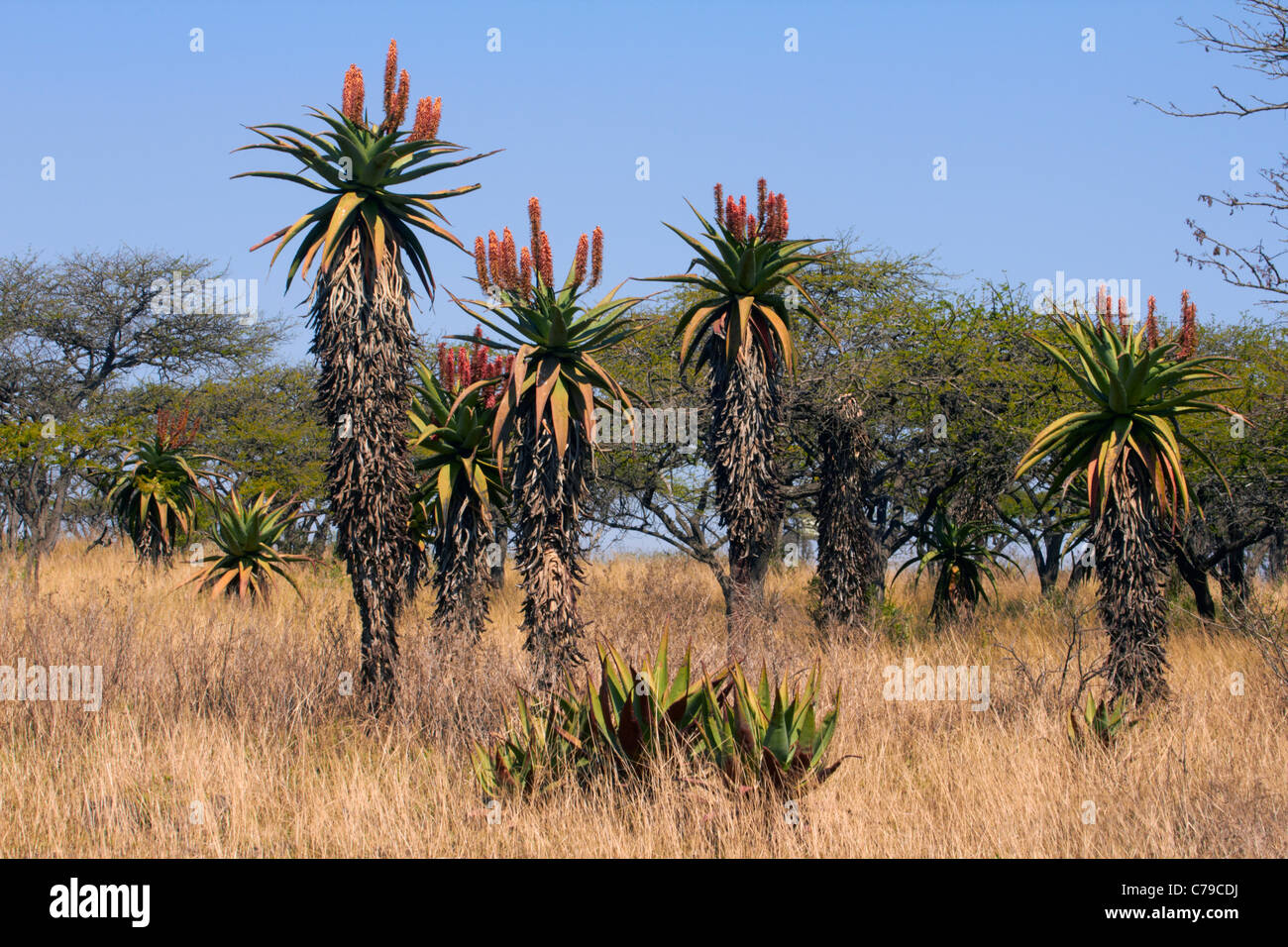 Cape Aloe plants growing in Tala Game Reserve, near Pietermaritzburg, KwaZulu-Natal, South Africa. Stock Photo