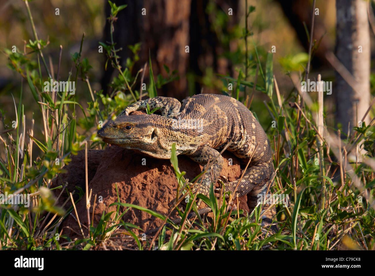Monitor Lizard in Tala Game Reserve, near Pietermaritzburg, KwaZulu-Natal, South Africa. Stock Photo