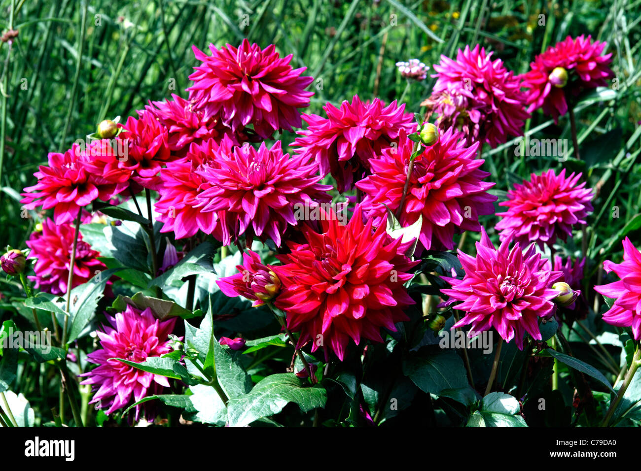 Dahlia in a border hi-res stock photography and images - Alamy