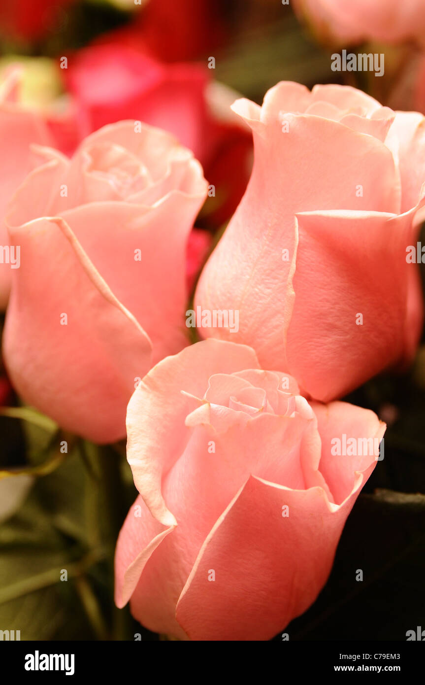 Three beautiful young rosebuds, pink Stock Photo