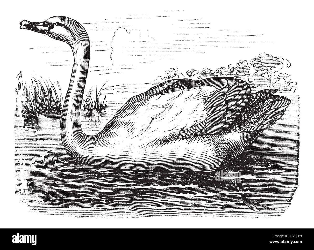 Mute Swan or Cygnus olor, vintage engraving. Old engraved illustration of a Mute Swan. Stock Photo