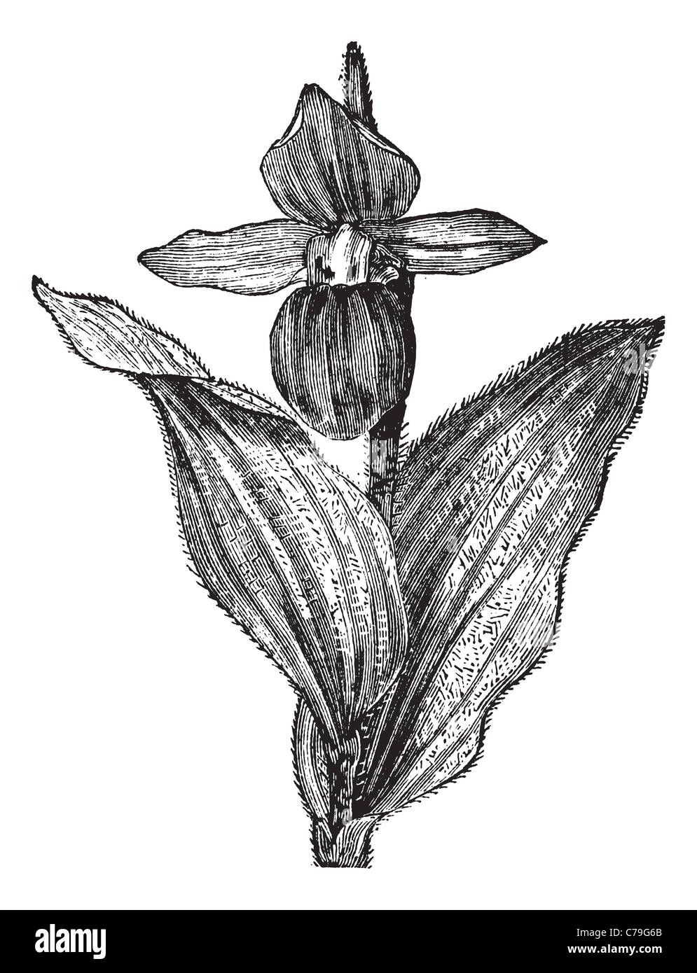 Lady's Slipper Orchid or Lady Slipper Orchid or Slipper Orchid or Cypripedium spectabile, vintage engraving. Stock Photo