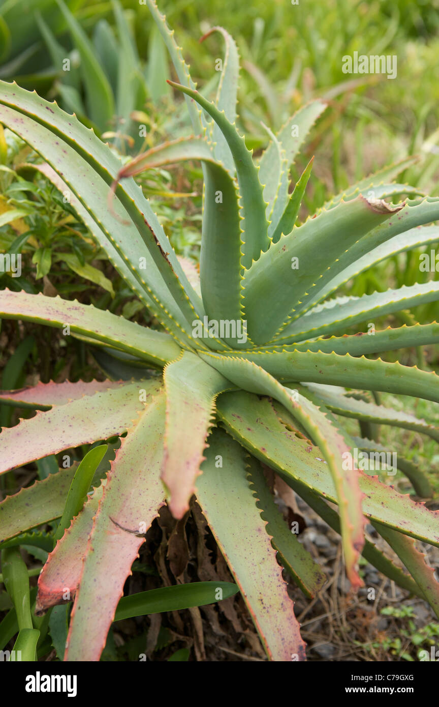 Aloe vera plant in Madeira Portugal Stock Photo