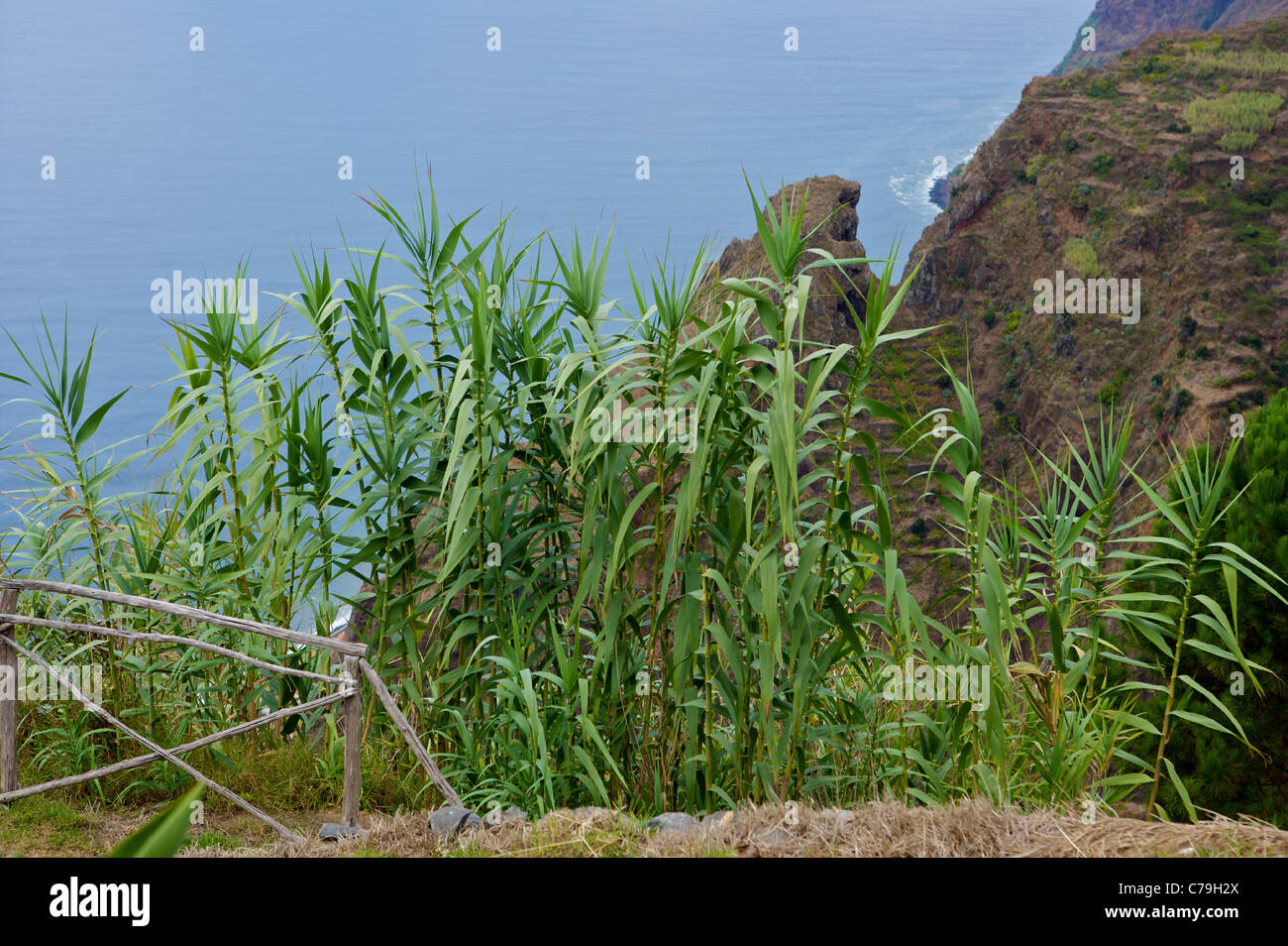 Sugarcanes growing wild in Madeira Portugal Stock Photo