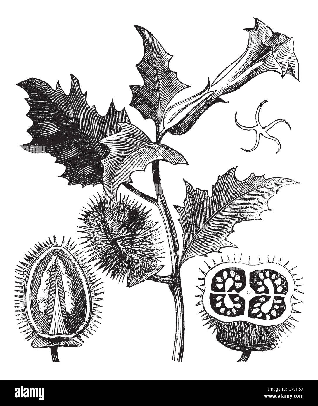 Thorn Apple, vintage engraving. Old engraved illustration of Thorn ...
