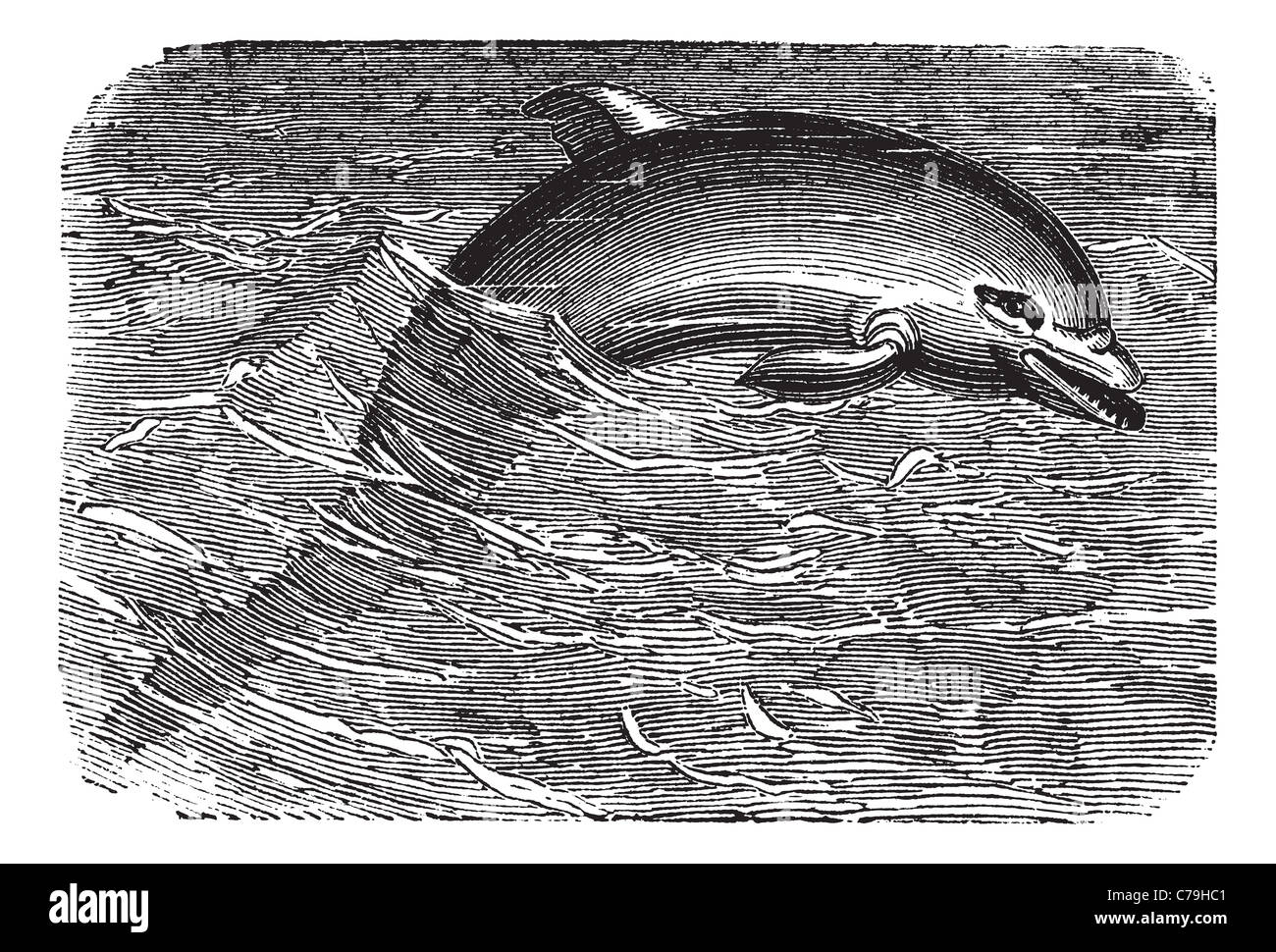 Bottlenose Dolphin or Tursiops truncatus, vintage engraving. Old engraved illustration of a Bottlenose Dolphin. Stock Photo