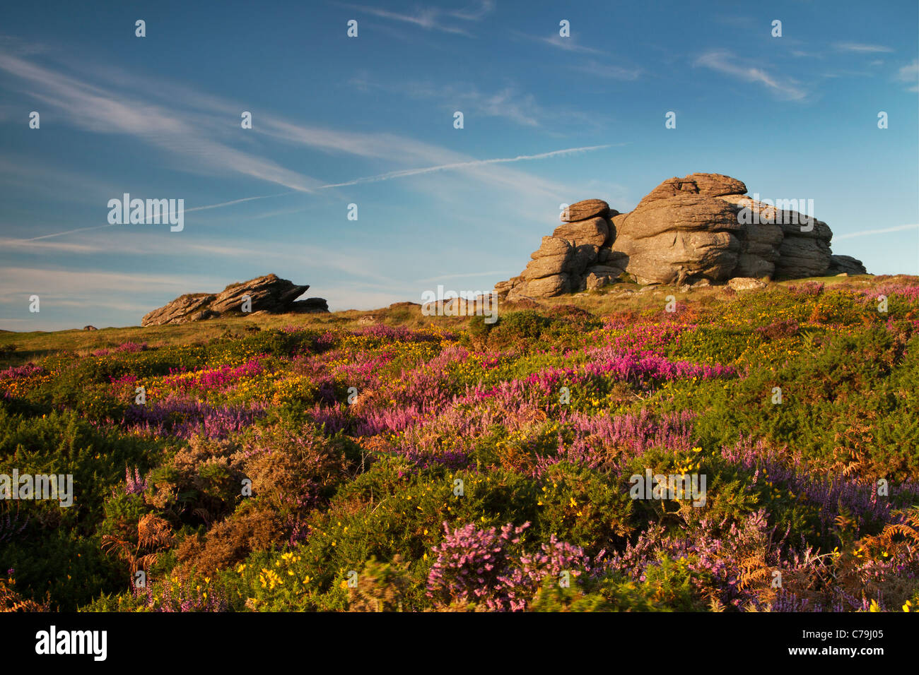 Saddle Tor on Dartmoor in late summer with gorse and heather in bloom Stock Photo