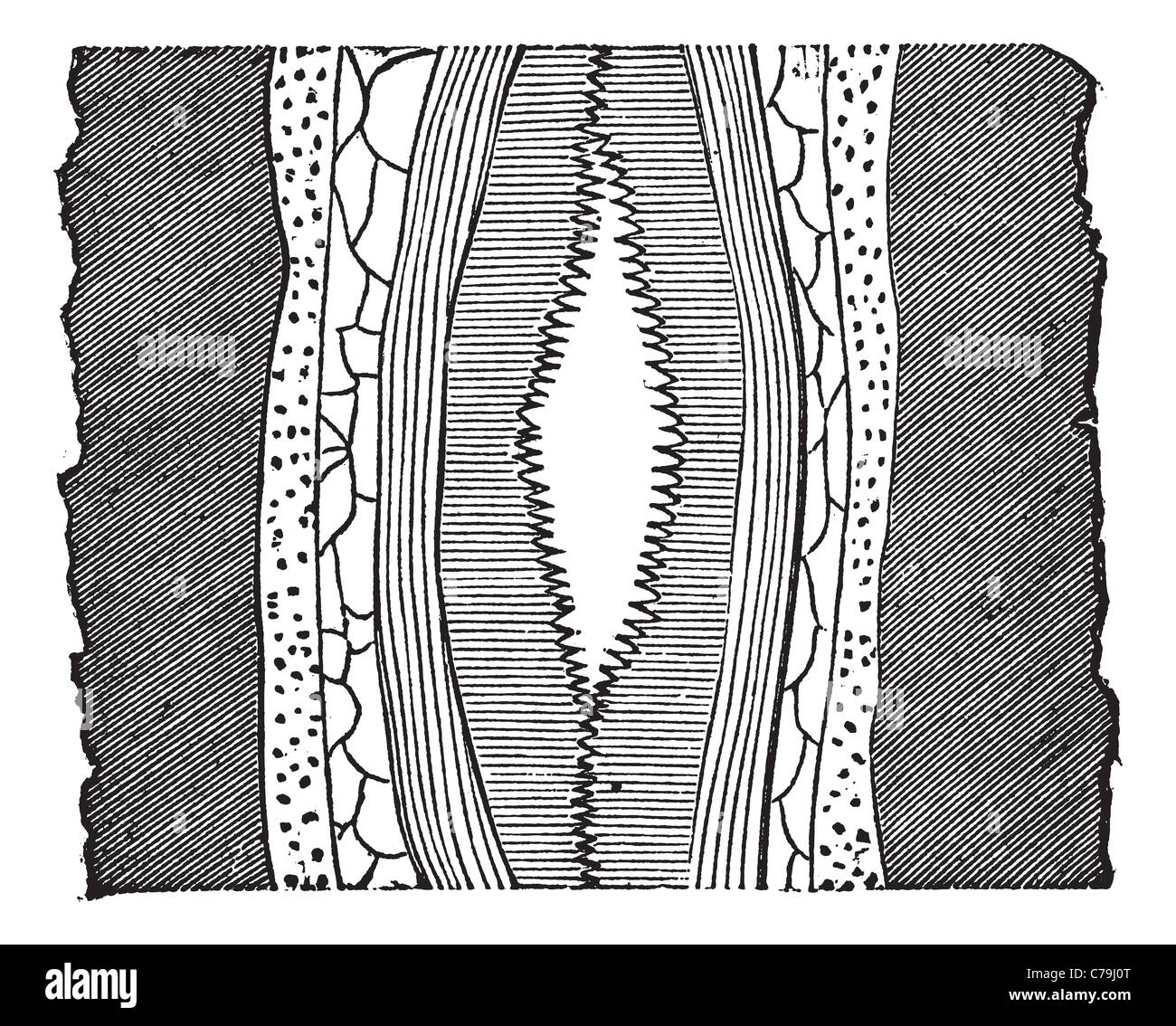 Geological Vein, illustration showing vein with cavity (center) splitting quartz into two portions. Stock Photo