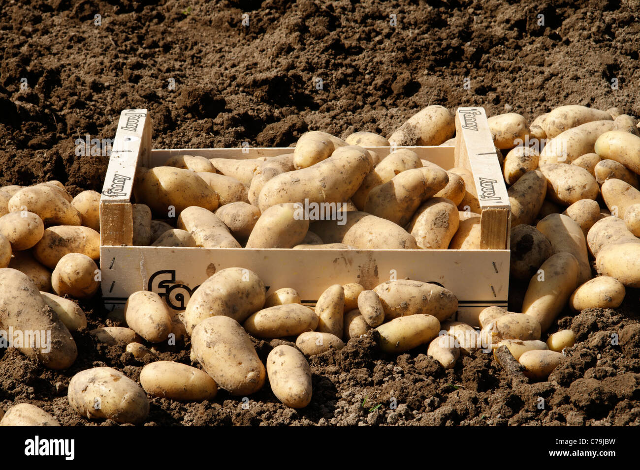 Harvesting potatoes (Solanum tuberosum) in a crate. Stock Photo