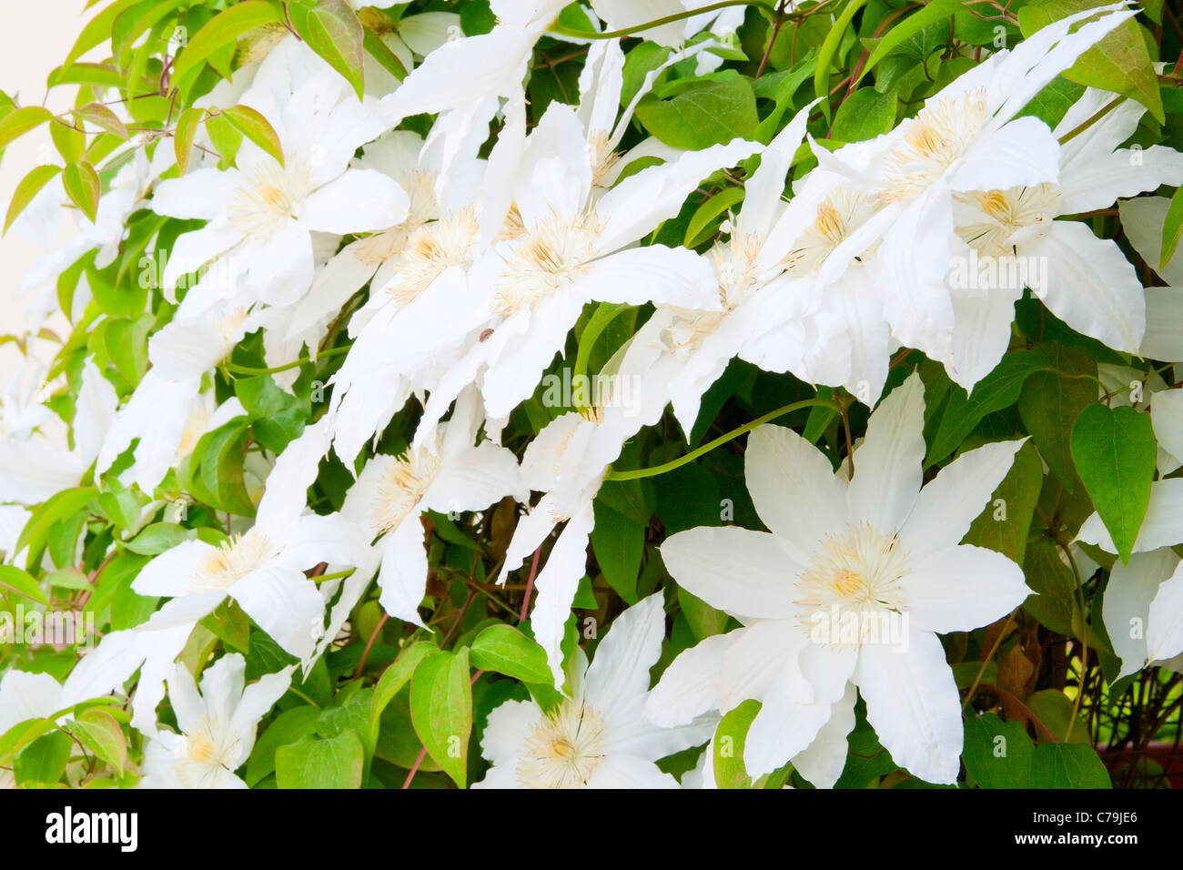 Background from white flowers of сlematis Stock Photo