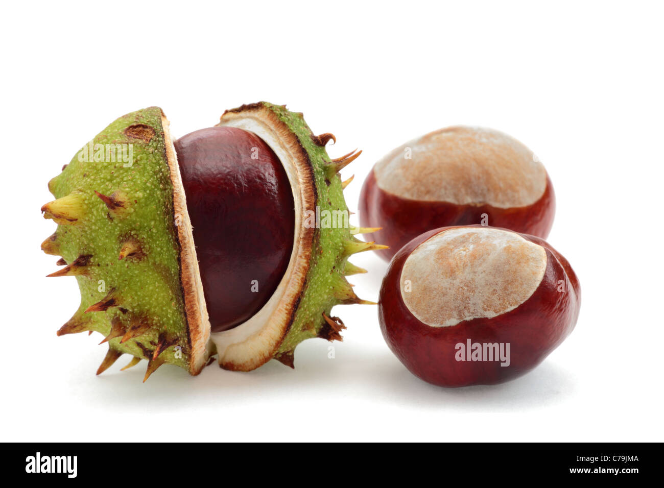 Three conkers with one in a shell. Stock Photo