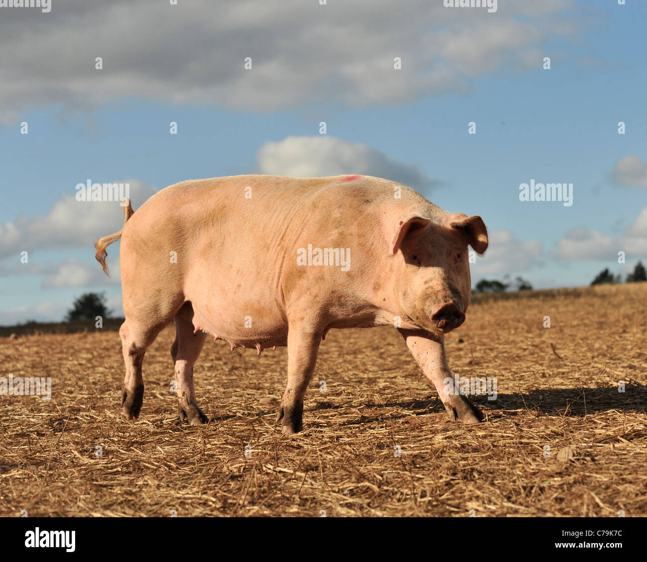freerange pig in a field looking at camera Stock Photo