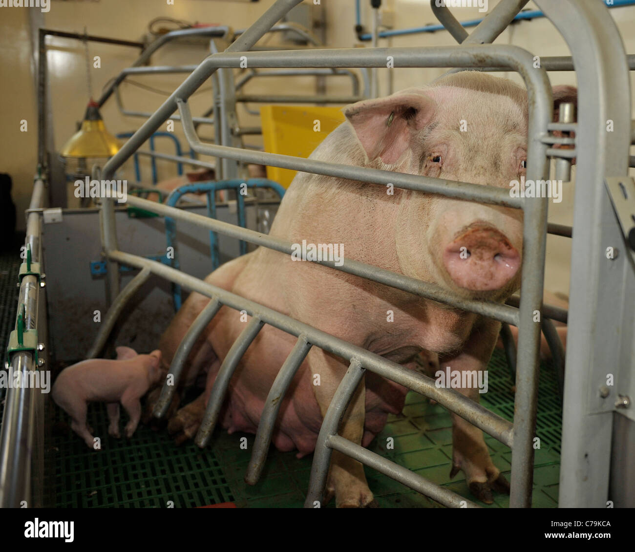 Farrowing crate uk hires stock photography and images Alamy