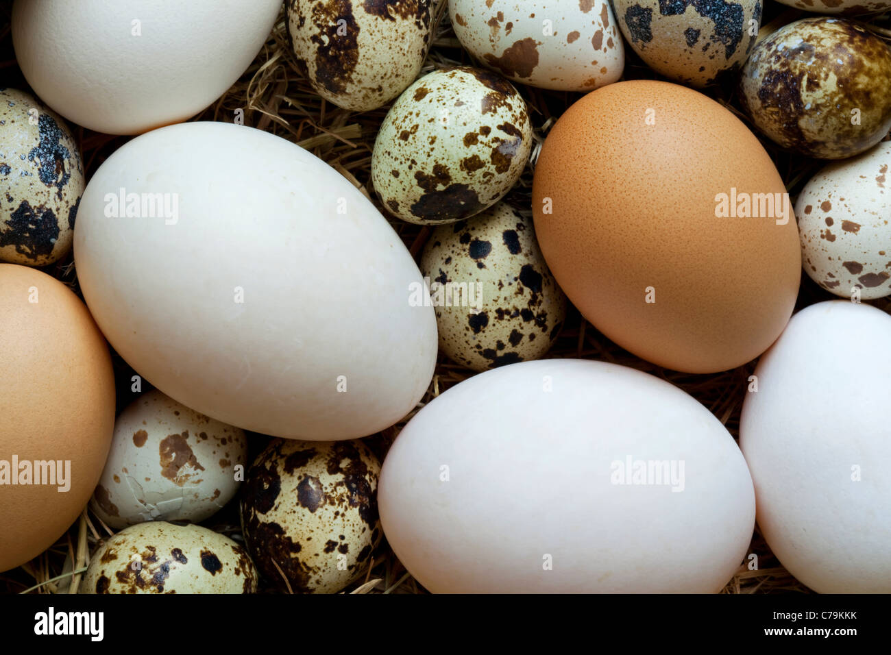 A Selection Of Duck Eggs Chicken Eggs And Quail Eggs Showing The Stock Photo Alamy